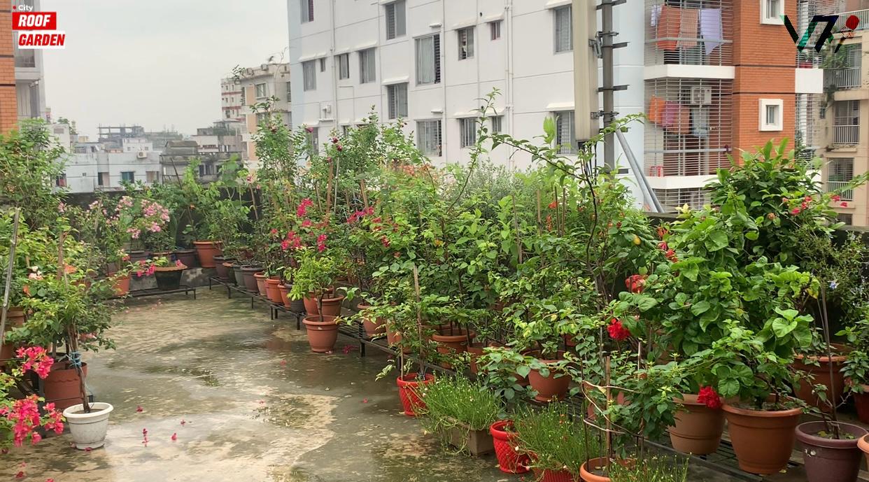 "There's no alternative to greenery: plants save lives, provide oxygen, and foster a healthy environment." Photo: Voice7 News